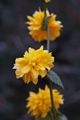 Keria japonica Pleniflora-1 Złotlin japoński